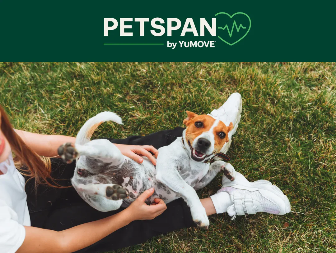 Trusted Care for Active Dogs